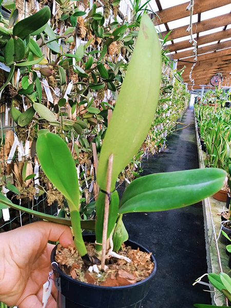 Cattleya warneri (albescens venosa 'Da Josefina' x amesiana 'Mem R Kautsky').jpg