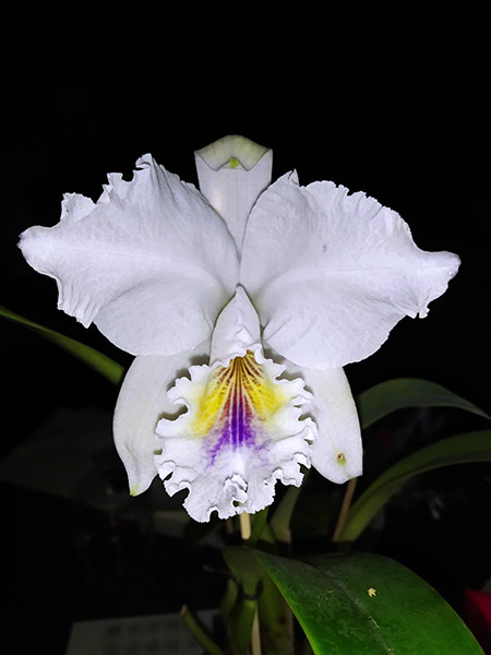 Cattleya labiata amethystina 'Canoinhas'.jpg