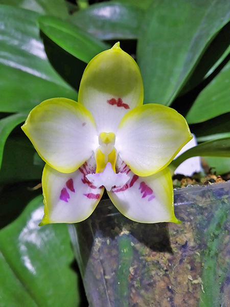 Phalaenopsis YangYang Love 'Love'.jpg