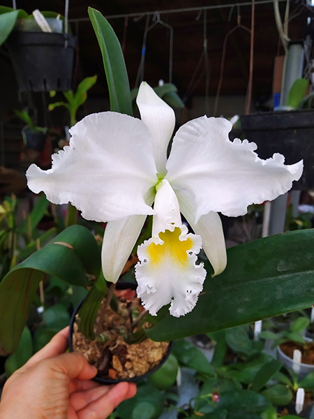 Cattleya mossiae alba 'Carpinteiro'.jpg