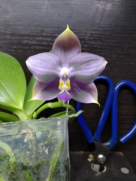 Phalaenopsis LD Purple 3S x Mituo Reflex Dragon 'BIue-1'.jpg