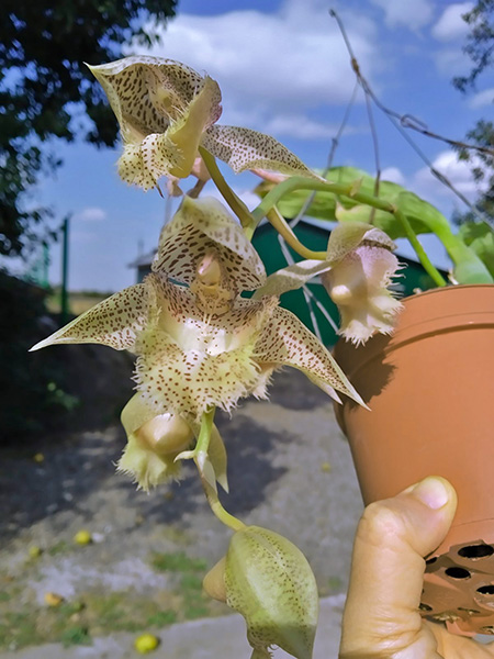 Clowesia Jumbo Lace 'SVO' x Catasetum Frilly Doris 'SVO II'.jpg