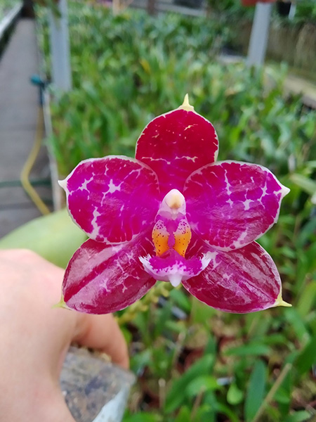 Phalaenopsis LD Sun Dragon 'MO98' x Mituo Reflex Dragon 'B1'.jpg