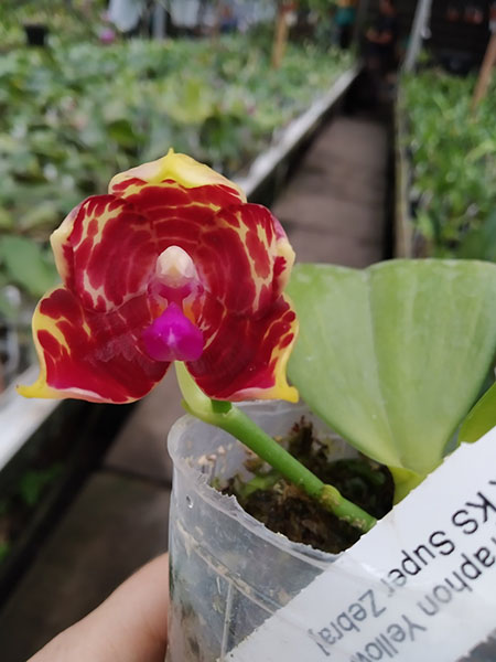 Phalaenopsis (Yaphon Yellow Bloom x KS Super Zebra).jpg