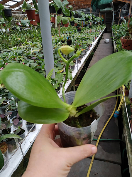 Phalaenopsis KS Super Zebra 'Golden Zebra'.jpg