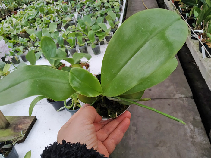 Phalaenopsis (Penang Violacea 'indigo' x lueddemanniana fma coerulea).jpg