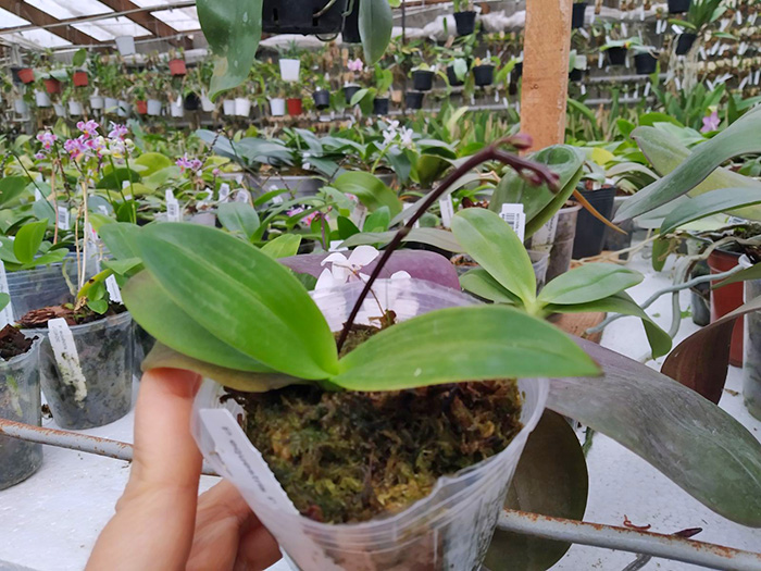 Phalaenopsis equestris red (B-100).jpg