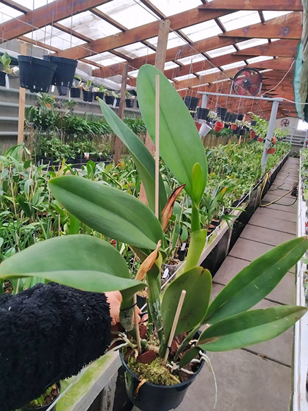 Rhyncholaeliocattleya Yen Golden Master Piece x Cattleya Tainan City.jpg