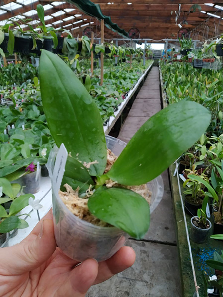 Phalaenopsis tetraspis coerulea 'Yaphon'.jpg