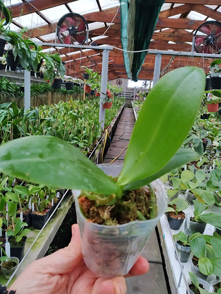 Phalaenopsis GW Green World (S-509).jpg