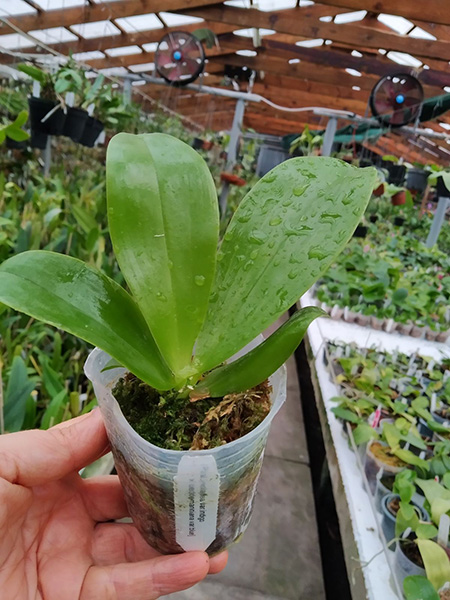 Phalaenopsis violacea indigo x lueddemanniana blue.jpg