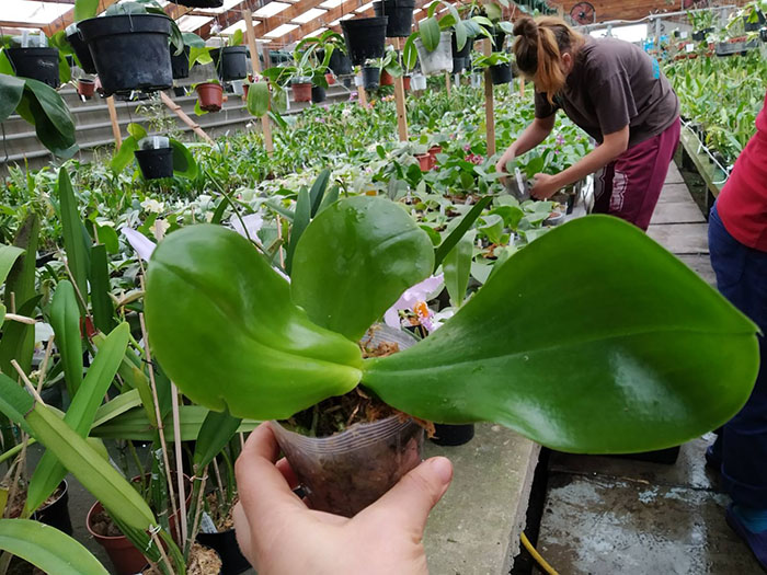 Phalaenopsis Chang Maw Evergreen x Yungho Gelb Canary.jpg