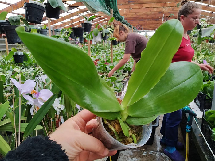 Phalaenopsis LD Bear King x Jong's Coral WooD.jpg