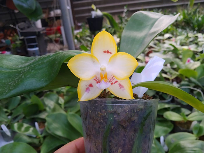 Phalaenopsis YangYang Love 'Love'.jpg