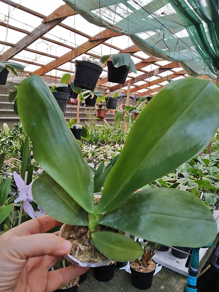 Phalaenopsis Rainbow Falconer 'Prince'.jpg