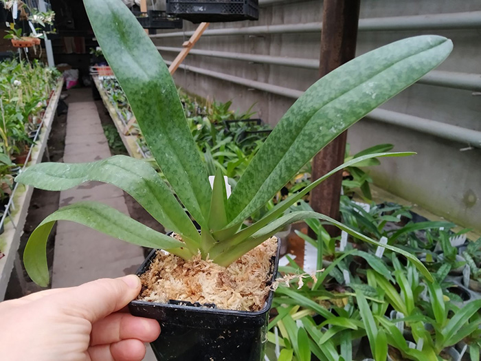 Paphiopedilum ang-thong var alba 'Snow Elf' x stonei var alba 'formosa'.jpg