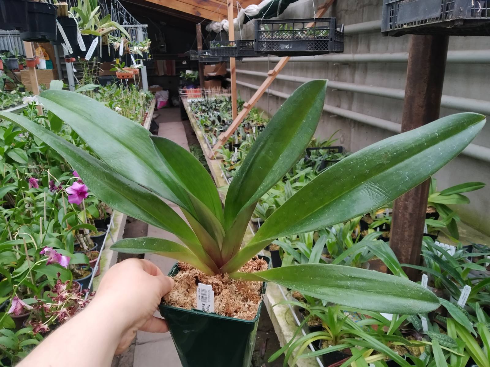 Paphiopedilum Redhawk 'Tris' x Saint Swithin 'In-Charm'.jpg