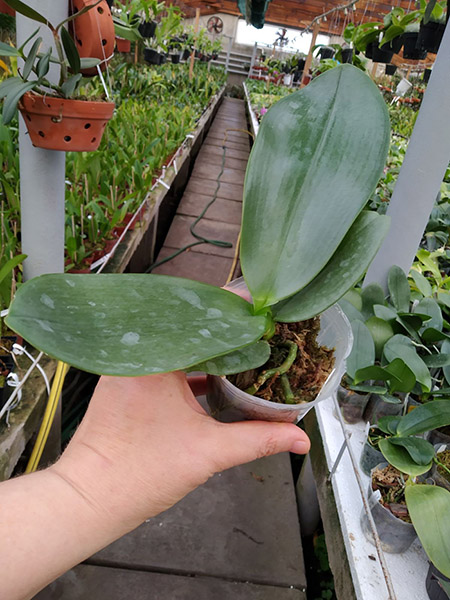 Phalaenopsis (Hsinying Fanjo x Mituo Sun) Eddy.jpg