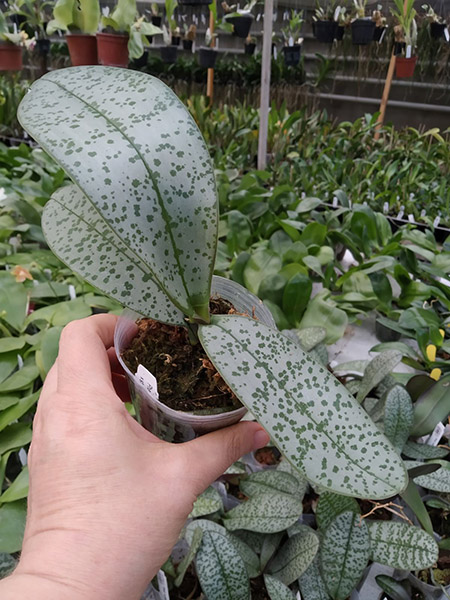 Phalaenopsis schilleriana (silver leaves) x stuartiana var nobilis.jpg