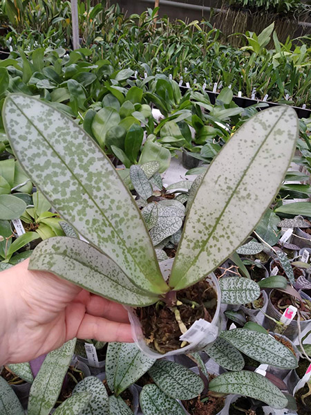 Phalaenopsis schilleriana silver leaves.jpg