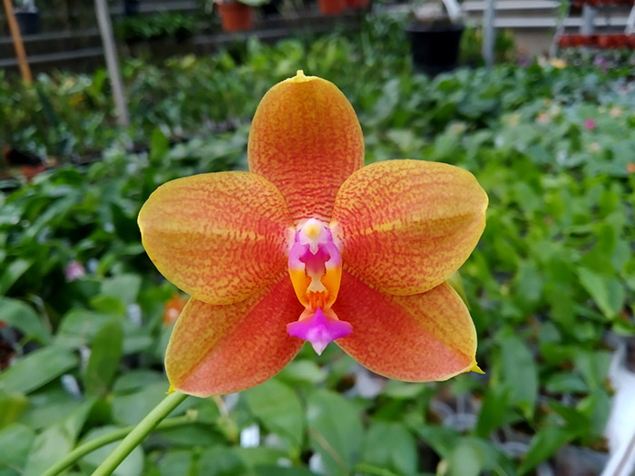 Phalaenopsis Sogo Shito x Mituo King Bellina.jpg