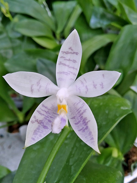 Phalaenopsis Penang Violacea x tetraspis.jpg