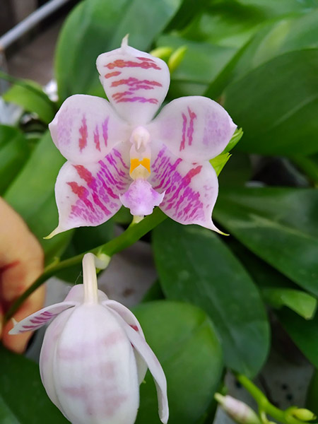 Phalaenopsis Penang Violacea x tetraspis.jpg