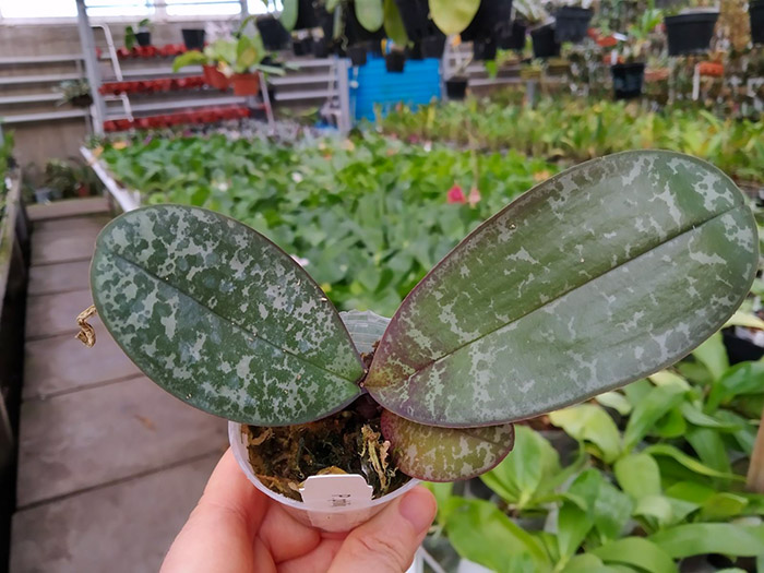 Phalaenopsis philippinensis.jpg