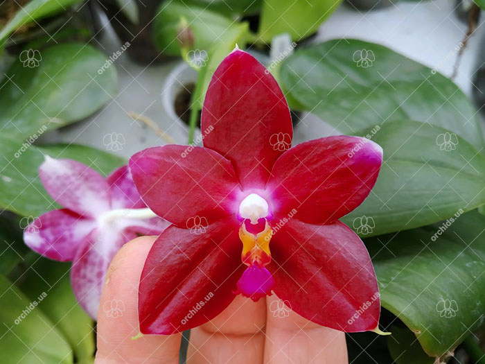 Phalaenopsis KS Super Zebra 'Spicy Girl'.jpg