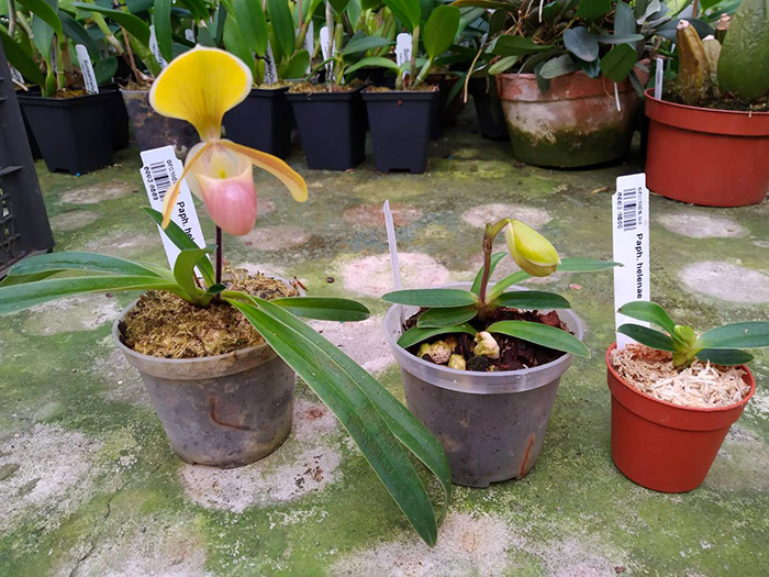 Paphiopedilum helenae.jpg