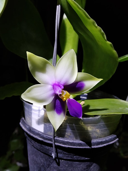 Phalaenopsis bellina blue.jpg