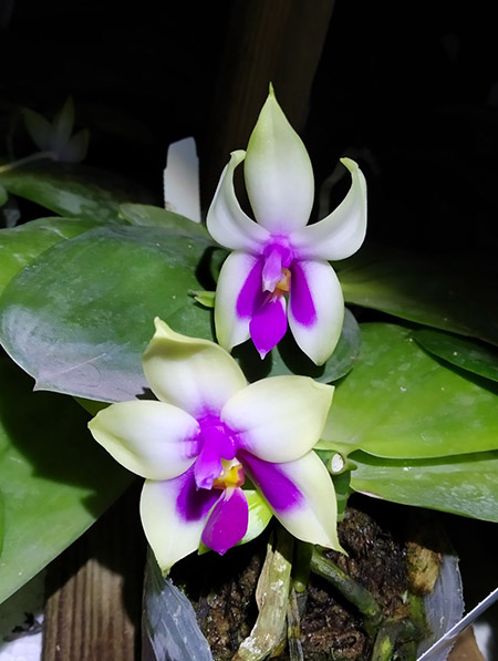 Phalaenopsis bellina.jpg