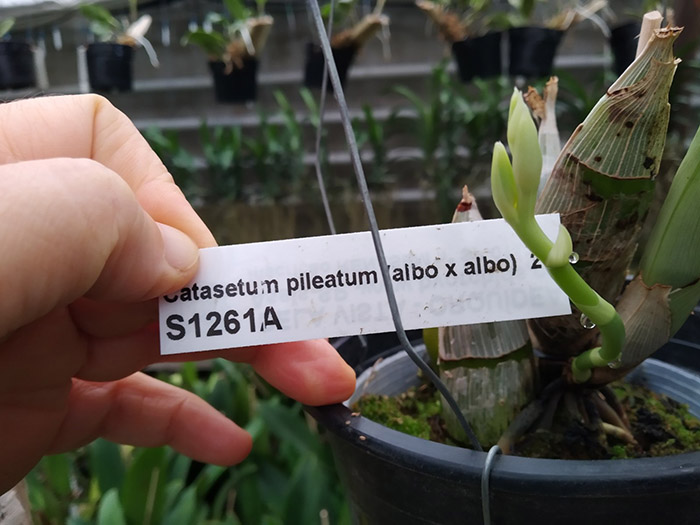 Catasetum pileatum (albo x albo).jpg
