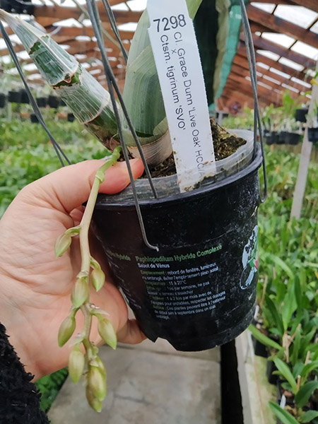 Clowesia Grace Dunn 'Live Oak' x Catasetum tigrinum 'SVO'.jpg