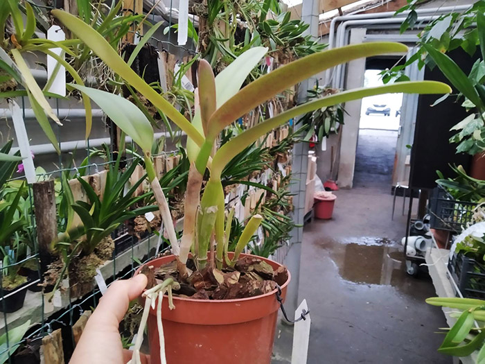 Cattleya labiata amoena 'Preciosa' (Z-8) x labiata alba 'Cisne Branco' (Z-268).jpg