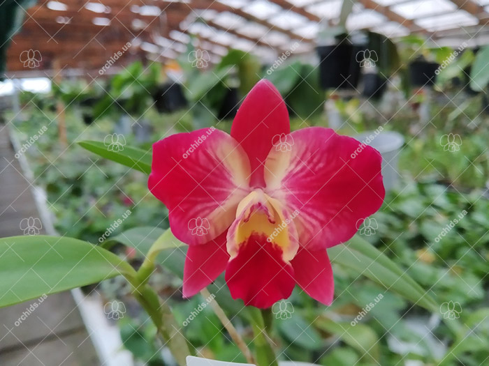 Sophrolaeliocattleya Cosmic Dekite.jpg