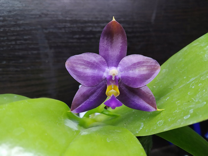 Phalaenopsis Mituo Reflex Dragon x LD Purple 3S.jpg