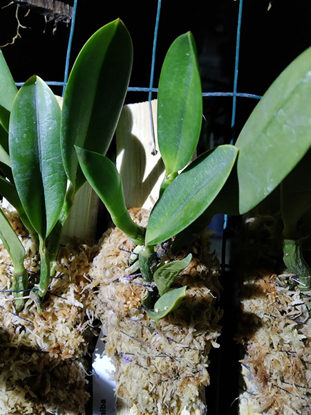 Laelia jongheana alba.jpg