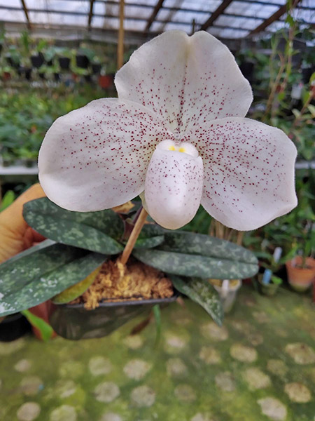 Paphiopedilum niveum x bellatulum.jpg