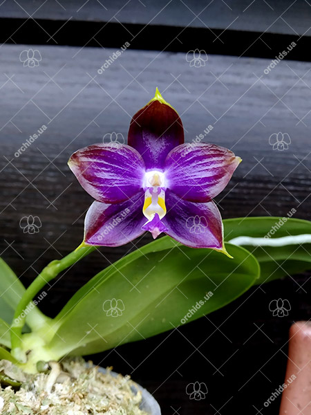 Phalaenopsis Mituo Reflex Dragon 'Blue Ring' MO675.jpg