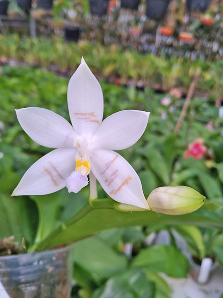 Phalaenopsis Penang Violacea x tetraspis.jpg