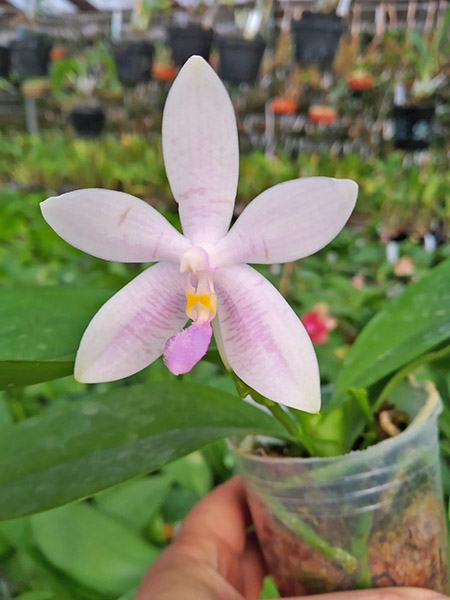 Phalaenopsis Penang Violacea x tetraspis.jpg