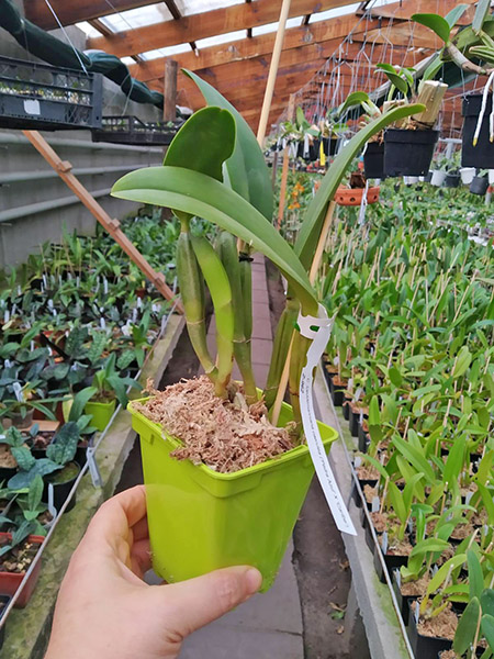 Cattleya lueddemanniana coerulea 'Pedra Azul' XXX x Cattleya lueddemanniana coerulea 'Caribe'.jpg