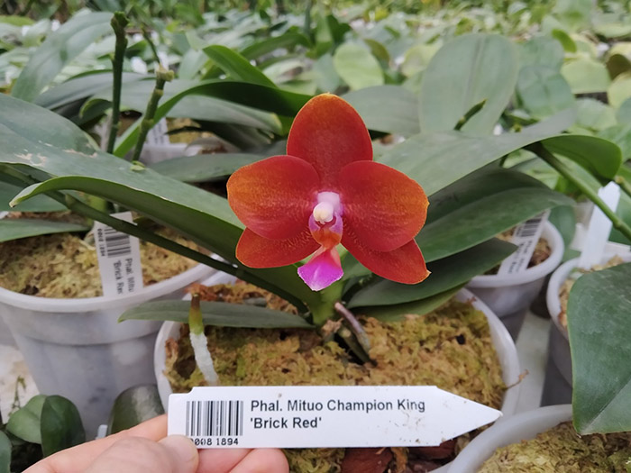 Phalaenopsis Mituo Champion King 'Brick Red'.jpg