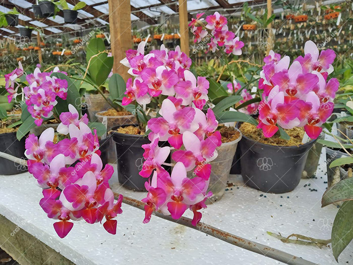 Phalaenopsis Liu's Berry 'ES'.jpg