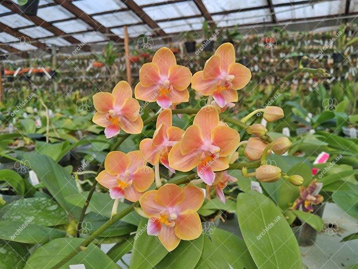 Phalaenopsis (Liu’s Twilight 'Rainbow') x Yaphon Perfume 'Yellow'.jpg