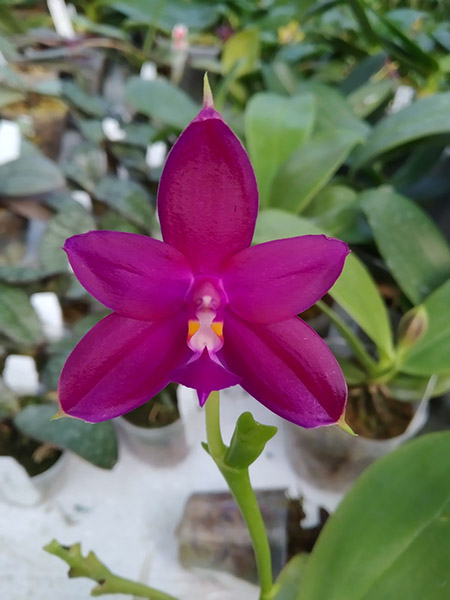 Phalaenopsis (cornu cervi x violacea indigo) x violacea indigo.jpg