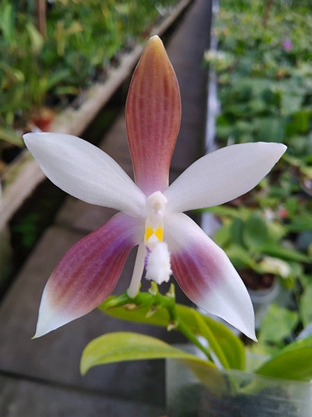 Phalaenopsis speciosa coerulea ('Su's Bluish' x 'Su's Coffee Candy').jpg