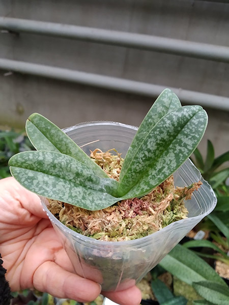 Paphiopedilum concolor alba 'MS' x self.jpg