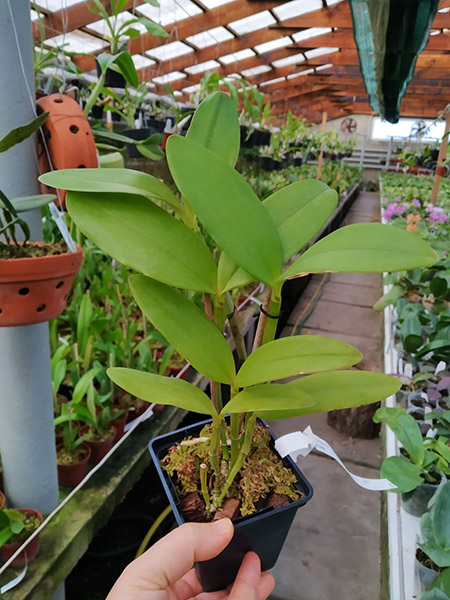 Cattleya Calimaniana.jpg